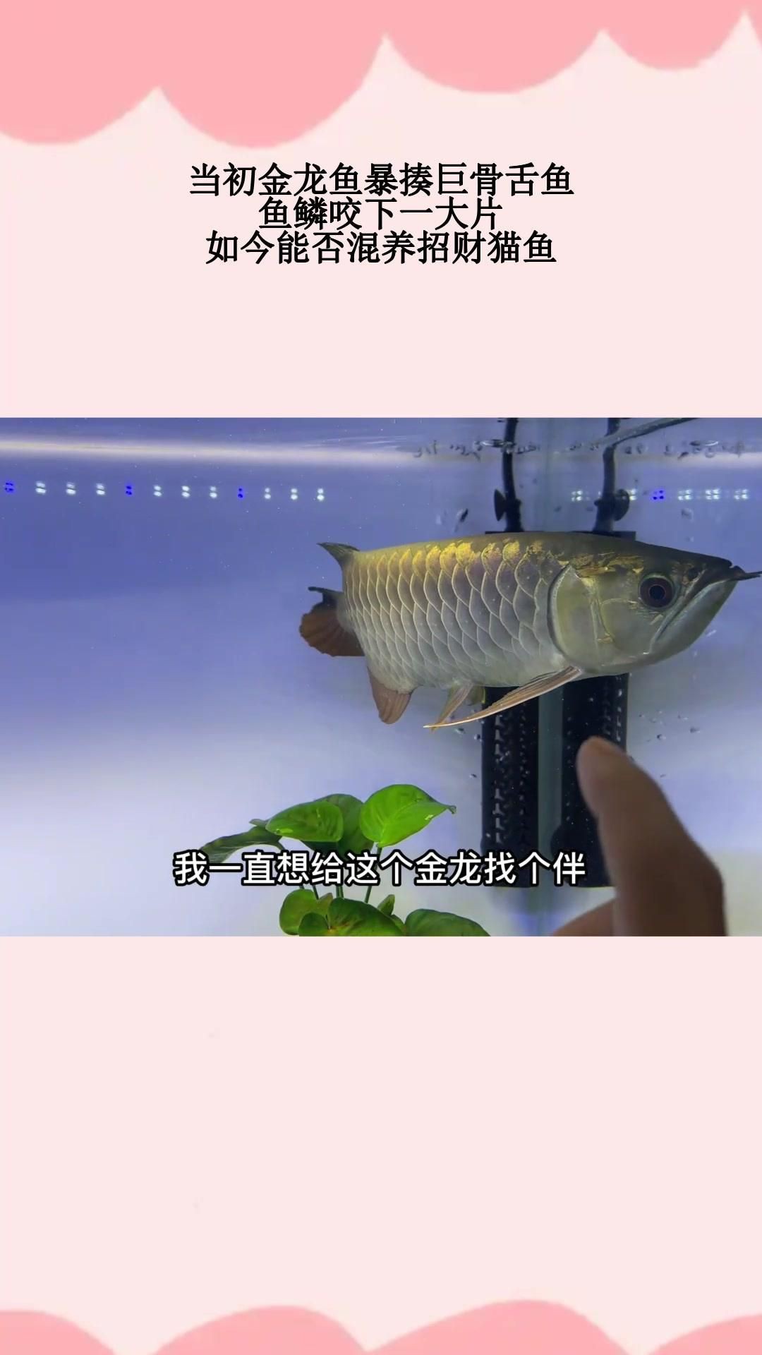 招財(cái)貓魚和龍魚混養(yǎng)需要多久適應(yīng)？【招財(cái)貓魚與龍魚混養(yǎng)適應(yīng)時(shí)長(zhǎng)探究在觀賞魚養(yǎng)殖領(lǐng)域】