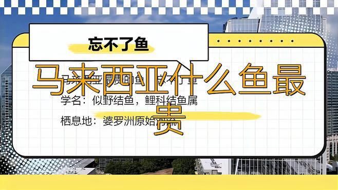 馬來西亞最貴淡水魚【馬來西亞十大最貴淡水魚排行榜西街小霸王赤域一條能賣上萬元】