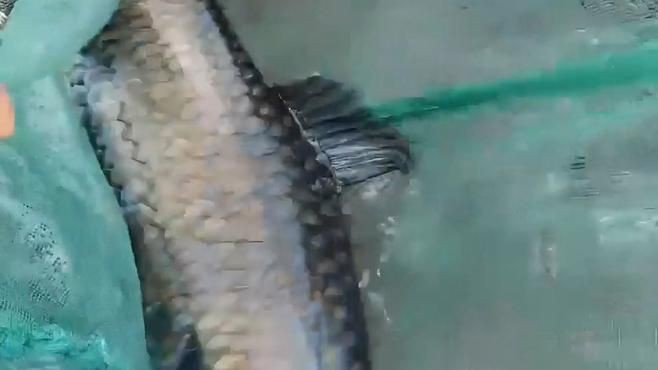 馬來西亞最貴淡水魚【馬來西亞十大最貴淡水魚排行榜西街小霸王赤域一條能賣上萬元】