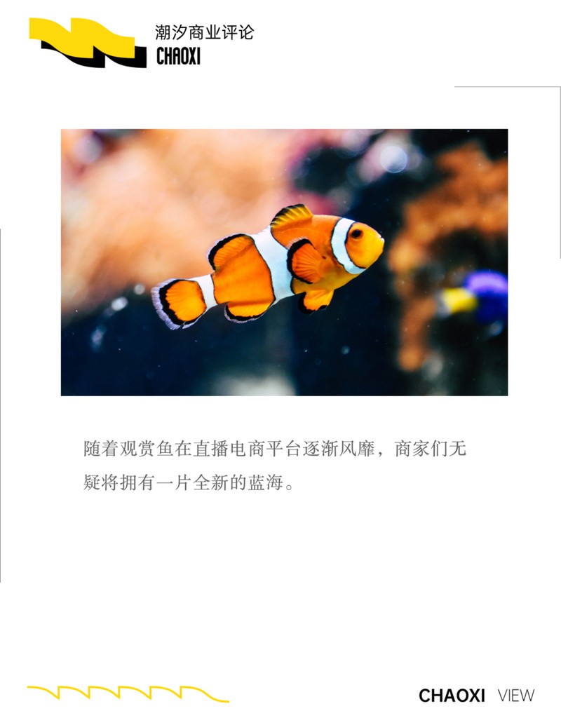 二手觀賞魚交易平臺【《二手觀賞魚交易平臺》】