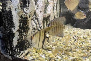 秘魯神仙和藍魔神仙區(qū)別【秘魯神仙與藍魔神仙的區(qū)別】 秘魯神仙和藍魔神仙區(qū)別【秘魯神仙與藍魔神仙的區(qū)別】 龍魚百科 第1張