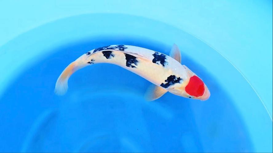 丹三錦鯉圖片【丹頂錦鯉魚多少錢一條附丹頂錦鯉魚多少錢一條附丹頂錦鯉魚的種類】