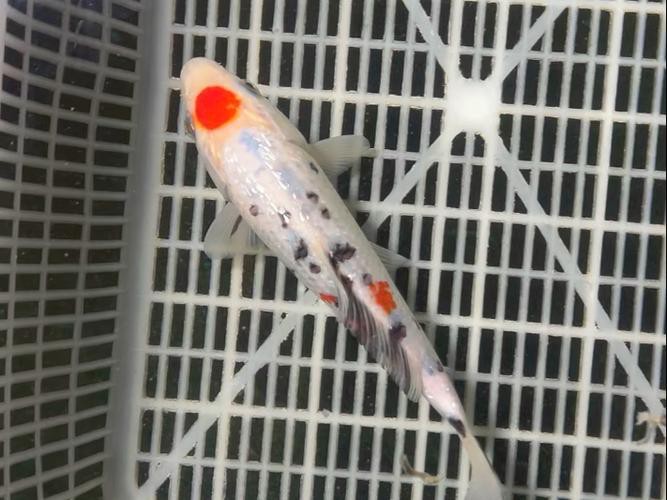 丹三錦鯉圖片【丹頂錦鯉魚多少錢一條附丹頂錦鯉魚多少錢一條附丹頂錦鯉魚的種類】