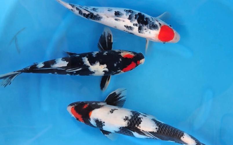丹三錦鯉圖片【丹頂錦鯉魚多少錢一條附丹頂錦鯉魚多少錢一條附丹頂錦鯉魚的種類】