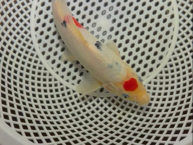 丹三錦鯉圖片【丹頂錦鯉魚多少錢一條附丹頂錦鯉魚多少錢一條附丹頂錦鯉魚的種類】