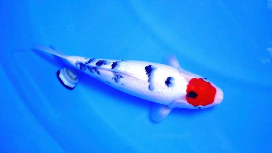 丹三錦鯉圖片【丹頂錦鯉魚多少錢一條附丹頂錦鯉魚多少錢一條附丹頂錦鯉魚的種類】