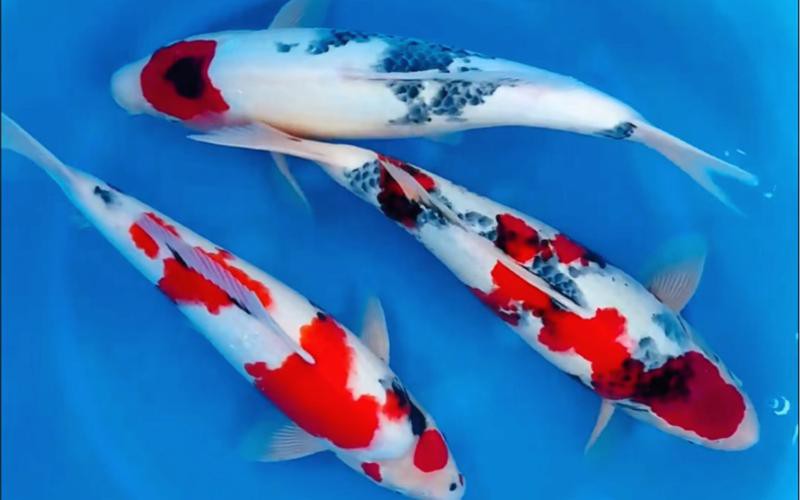 丹三錦鯉圖片【丹頂錦鯉魚多少錢一條附丹頂錦鯉魚多少錢一條附丹頂錦鯉魚的種類】