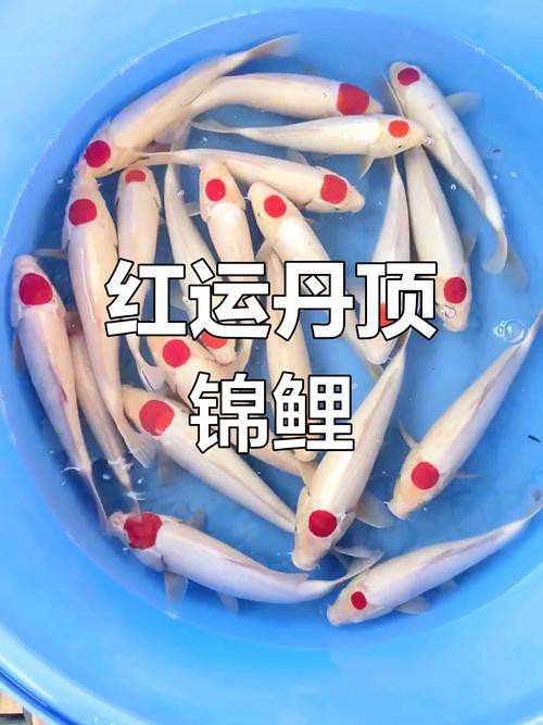 丹三錦鯉圖片【丹頂錦鯉魚多少錢一條附丹頂錦鯉魚多少錢一條附丹頂錦鯉魚的種類】