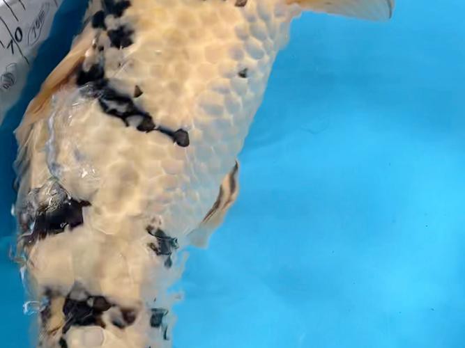 丹三錦鯉圖片【丹頂錦鯉魚多少錢一條附丹頂錦鯉魚多少錢一條附丹頂錦鯉魚的種類】