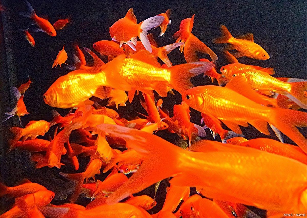 招財魚混養需要多大的魚缸？【《招財魚混養所需魚缸大小探討》】