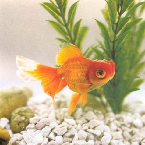 紅頭紅獅是雜魚嗎【《紅頭紅獅是雜魚嗎》聚焦于對特定魚類—紅頭紅獅身份定位探討】