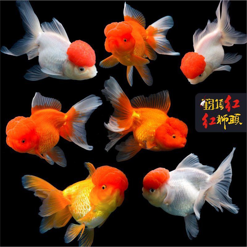 紅頭紅獅是雜魚嗎【《紅頭紅獅是雜魚嗎》聚焦于對特定魚類—紅頭紅獅身份定位探討】