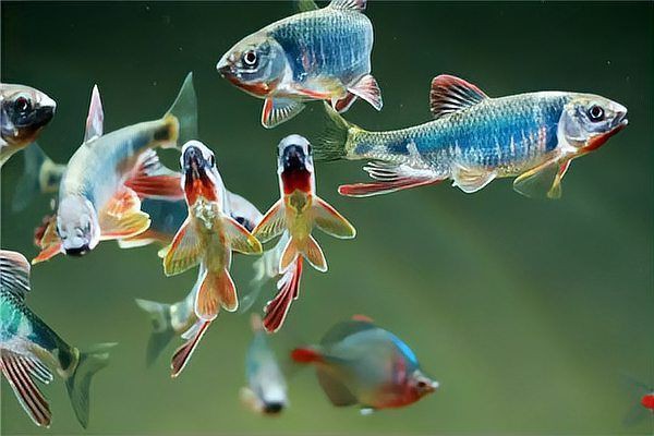 紅頭紅獅是雜魚(yú)嗎【《紅頭紅獅是雜魚(yú)嗎》聚焦于對(duì)特定魚(yú)類—紅頭紅獅身份定位探討】