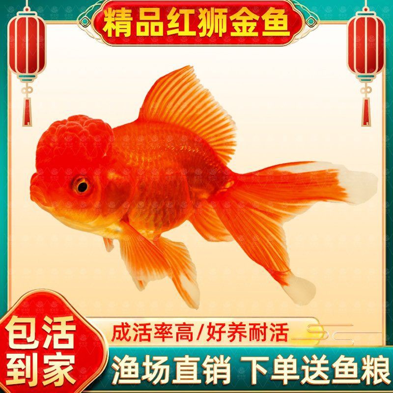 紅頭紅獅是雜魚(yú)嗎【《紅頭紅獅是雜魚(yú)嗎》聚焦于對(duì)特定魚(yú)類—紅頭紅獅身份定位探討】