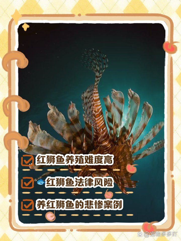 紅頭紅獅是雜魚(yú)嗎【《紅頭紅獅是雜魚(yú)嗎》聚焦于對(duì)特定魚(yú)類—紅頭紅獅身份定位探討】