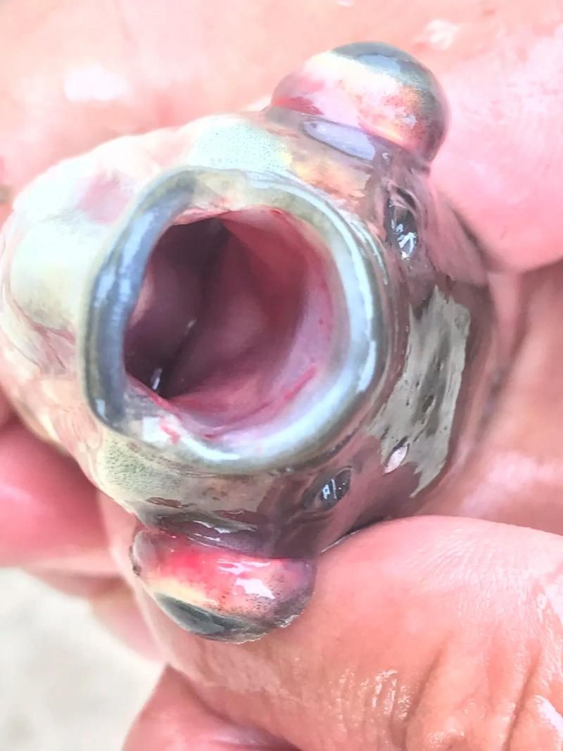 魚充血的圖片【關于觀賞魚充血的圖片】