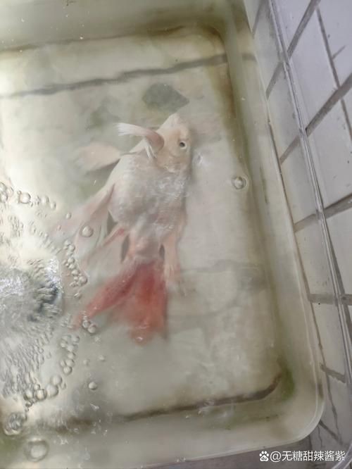 魚充血的圖片【關于觀賞魚充血的圖片】