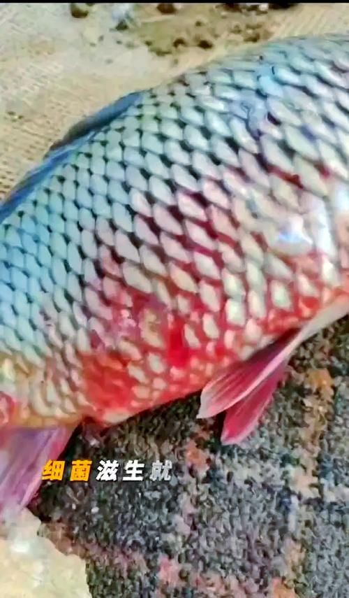 魚充血的圖片【關于觀賞魚充血的圖片】