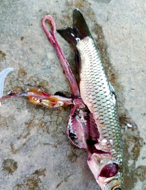 魚充血的圖片【關于觀賞魚充血的圖片】