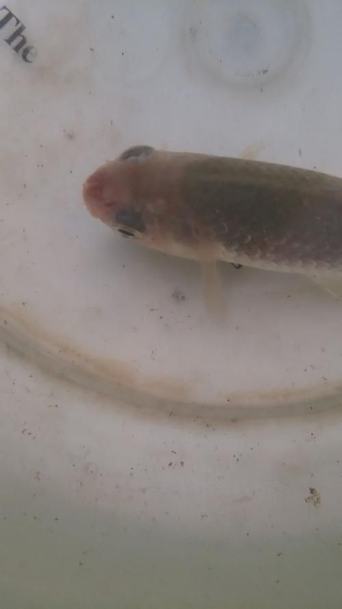 魚充血的圖片【關于觀賞魚充血的圖片】