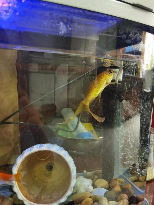 魚充血的圖片【關于觀賞魚充血的圖片】