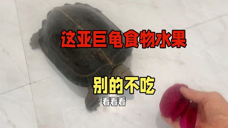 什么動物愛吃紅龍果【紅心火龍果為什么受到多種動物喜愛】