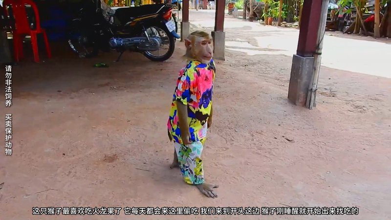 什么動物愛吃紅龍果【紅心火龍果為什么受到多種動物喜愛】