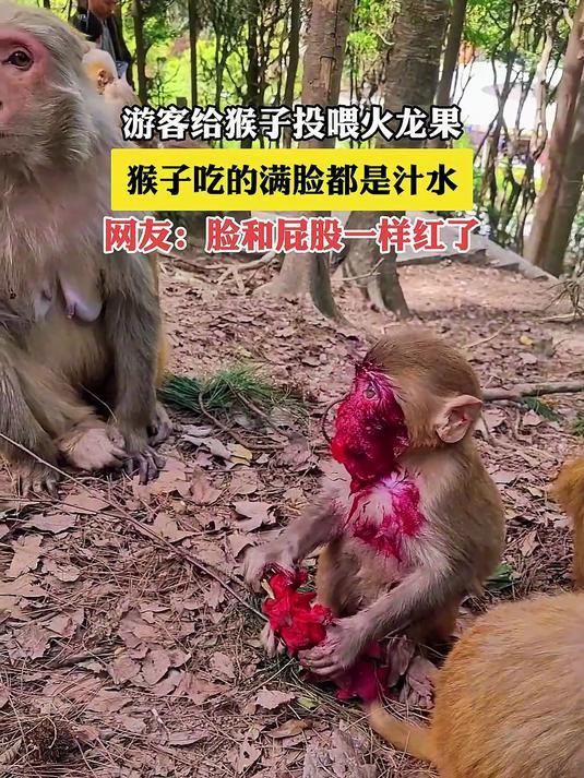 什么動物愛吃紅龍果【紅心火龍果為什么受到多種動物喜愛】