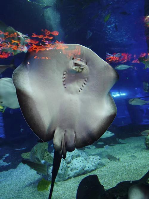 世界十大魔鬼魚【“世界十大魔鬼魚”躍水高度紀錄保持者——】