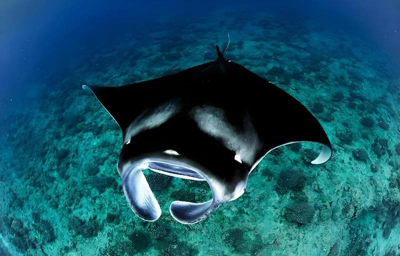 世界十大魔鬼魚【“世界十大魔鬼魚”躍水高度紀錄保持者——】