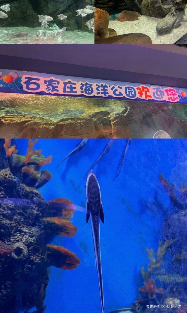 石家莊水族館【探秘石家莊水族館】