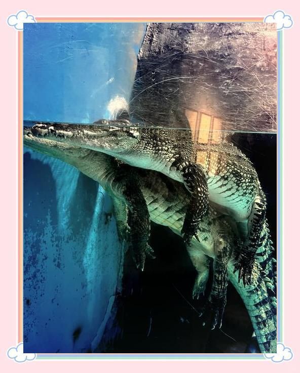 石家莊水族館【探秘石家莊水族館】