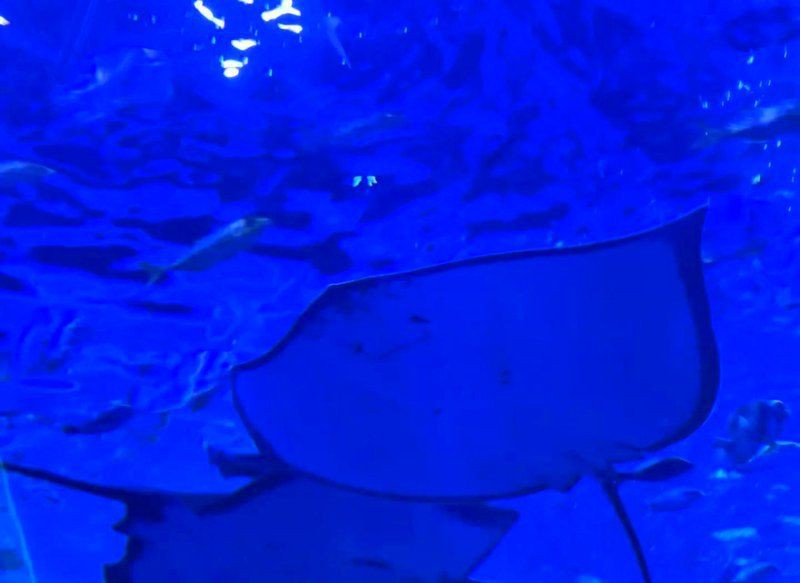 石家莊水族館【探秘石家莊水族館】