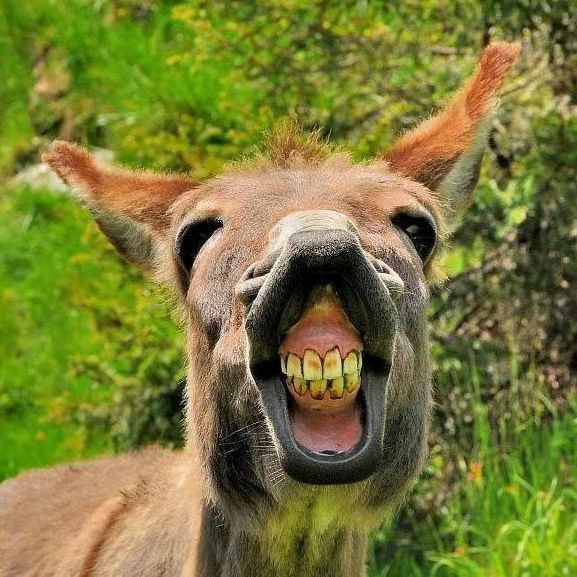 廣東常見淡水魚【為什么廣東人喜歡吃淡水魚？】