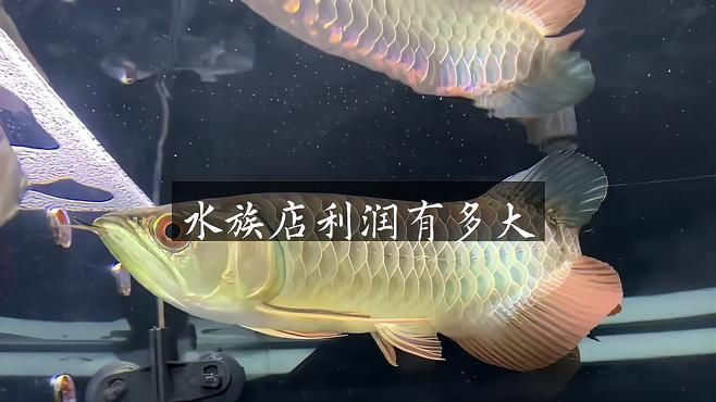 開個水族館賣魚掙錢嗎【開一個水族館賣魚掙錢嗎加盟寶典開觀賞魚店能掙錢嗎】
