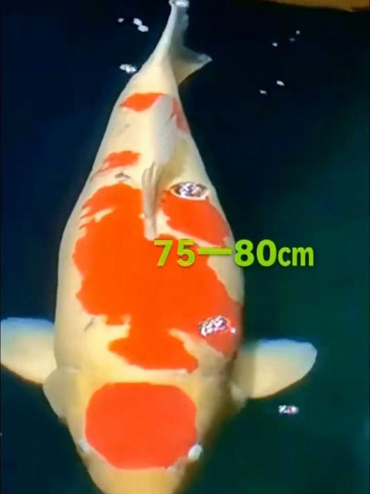 丹頂錦鯉最貴品種叫什么【丹頂錦鯉多少錢一條附丹頂錦鯉魚多少錢一條附丹頂錦鯉魚種類農(nóng)技之家】