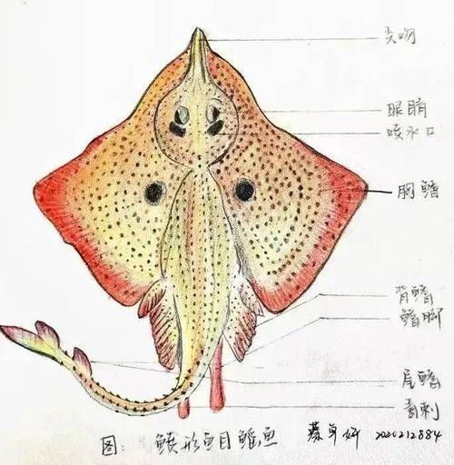 魔鬼魚的身體結構圖【揭秘海洋中究竟誰才是“魔鬼魚”】