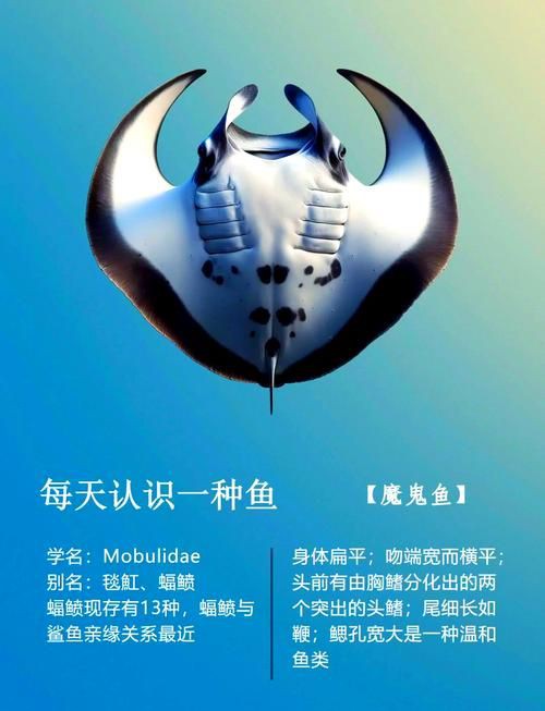 魔鬼魚的身體結構圖【揭秘海洋中究竟誰才是“魔鬼魚”】