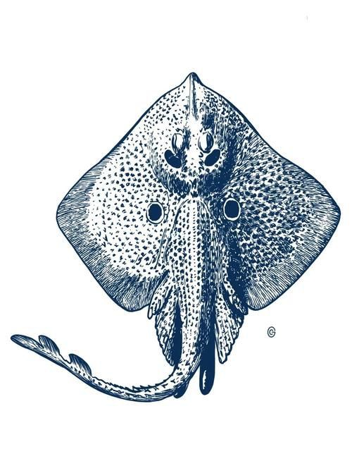 魔鬼魚的身體結構圖【揭秘海洋中究竟誰才是“魔鬼魚”】