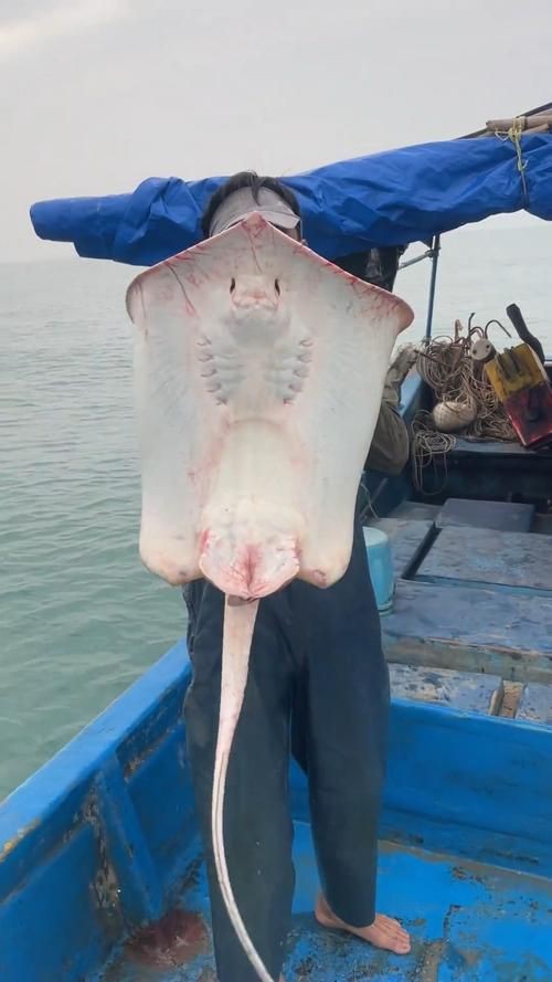 魔鬼魚的身體結構圖【揭秘海洋中究竟誰才是“魔鬼魚”】