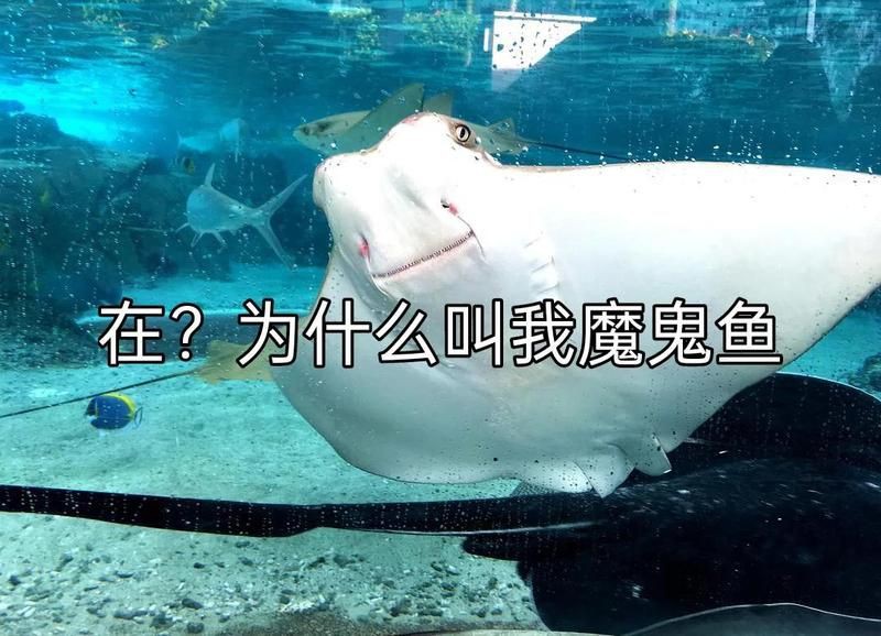 魔鬼魚的身體結構圖【揭秘海洋中究竟誰才是“魔鬼魚”】