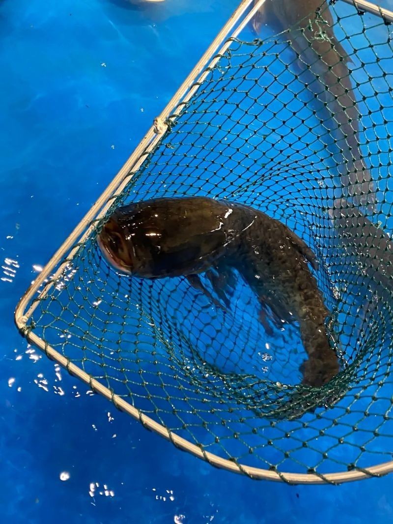 當陽龍魚店【宜昌當陽龍魚店開業2個月天天排隊爆滿竟藏著大秘密…】