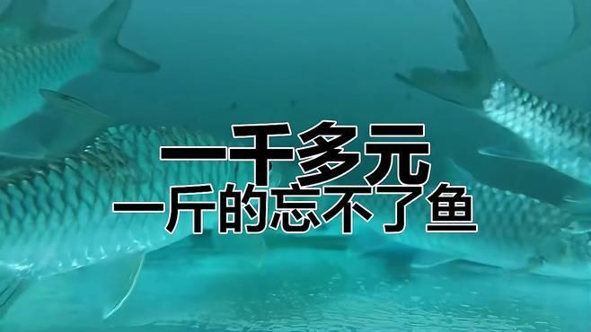 馬來西亞十大最名貴淡水魚【聞名世界的淡水魚，馬來西亞忘不了魚】