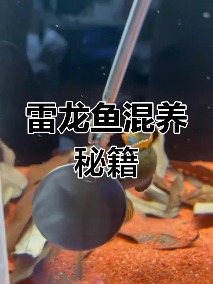 雷龍魚的最佳混養伙伴【樂圖工坊雷龍魚混養技巧:雷龍魚混養注意事項】