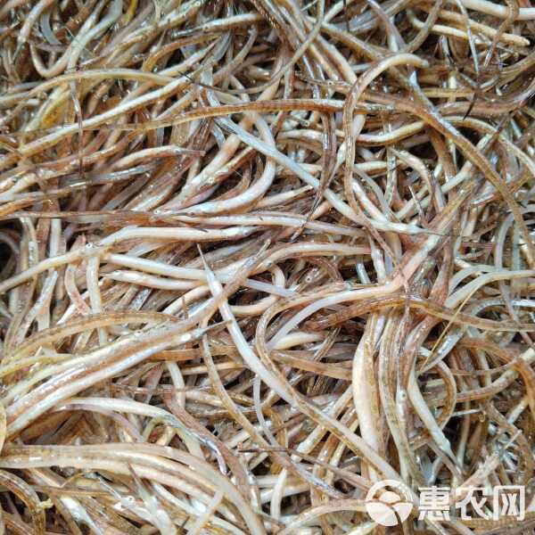 吐魯番龍魚店【吐魯番有沒有龍魚店】