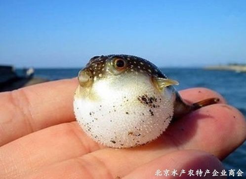 河豚是淡水魚還是海水魚【河豚是淡水魚還是海水魚淡水魚淡水河豚有哪些種類】