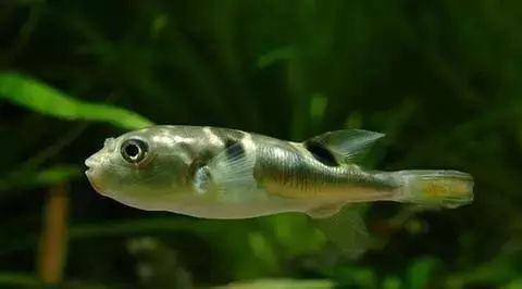 河豚是淡水魚還是海水魚【河豚是淡水魚還是海水魚淡水魚淡水河豚有哪些種類】