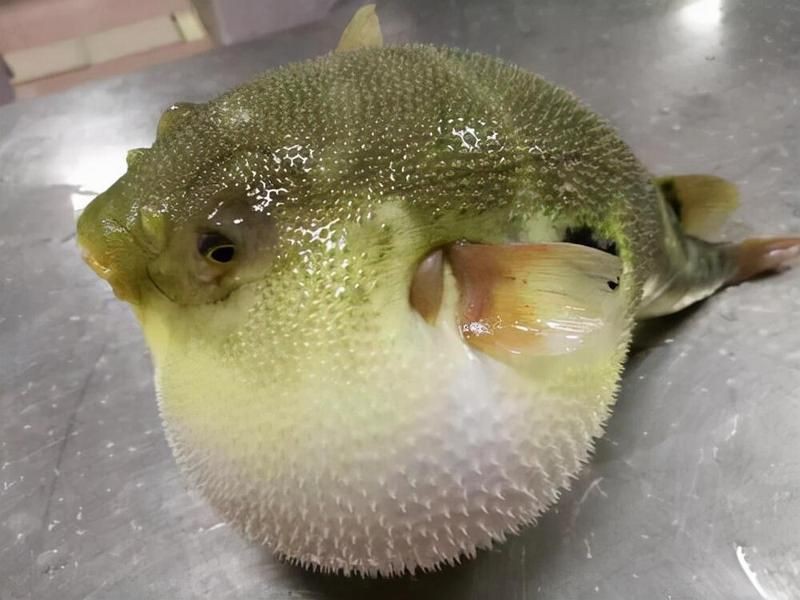 河豚是淡水魚還是海水魚【河豚是淡水魚還是海水魚淡水魚淡水河豚有哪些種類】