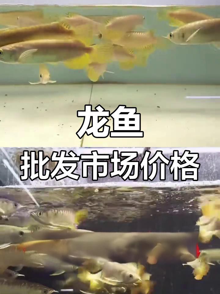 七彩龍魚哪個品種最貴？，七彩龍魚中價格最昂貴的品種