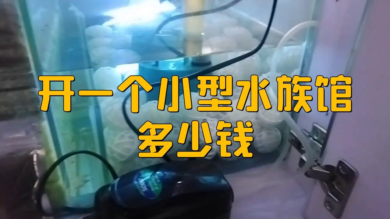 開水族店要投資多少錢【《開水族店要投資多少錢》開一家水族店投資多少錢】